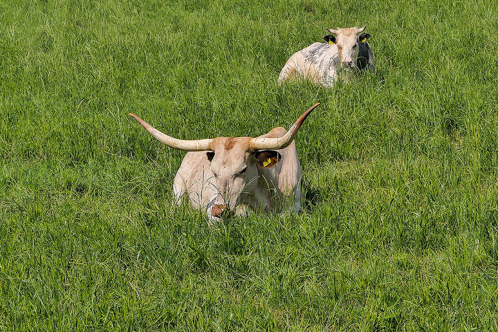 Tiere "Relax"
Manni
Schlüsselwörter: 2021