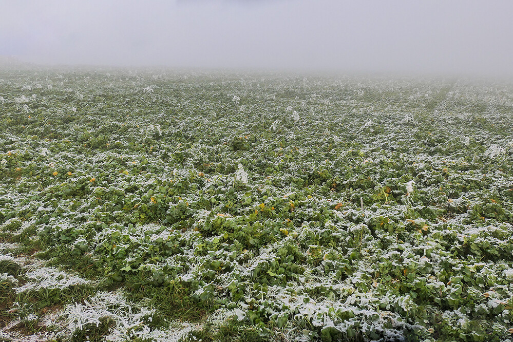 Stillleben "Das eiskalte Stillleben"
Manni
Schlüsselwörter: 2022