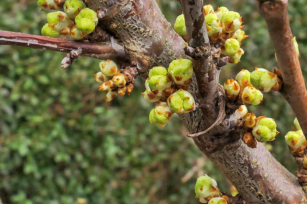 Februarfoto "Frühlingsboten"
Manni
Schlüsselwörter: 2022