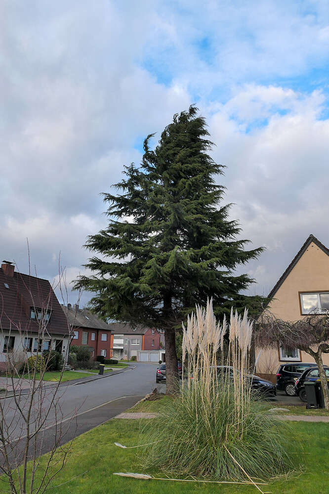 Februarfoto "Zeder im Sturm"
Manni
Schlüsselwörter: 2022