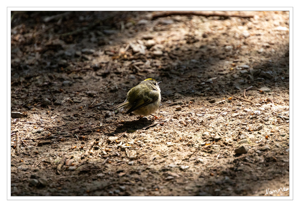 Jungvogel
Solche Jungvögel sind weder verletzt noch krank! Am besten lässt man sie dort, wo sie sind, denn ihre Überlebenschancen sind am höchsten, wenn sie weiter von den eigenen Eltern betreut werden. Eingreifen ist nur dann nötig, wenn ein Jungvogel eindeutig verlassen (Tod der Eltern, zerstörtes Nest) oder in Gefahr ist.
Schlüsselwörter: 2025