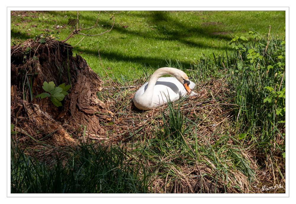 Ich bau mir ein Nest
Mitte bis Ende März beginnen die Höckerschwäne mit dem Nestbau. Paare die an einem Platz schon erfolgreich gebrütet haben, suchen diesen immer wieder auf. lt. schwanenschutz-komitee
Schlüsselwörter: 2025