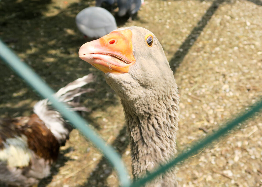 Park der Sinne - Neugierige Gans
Karl-Heinz
Schlüsselwörter: 2023