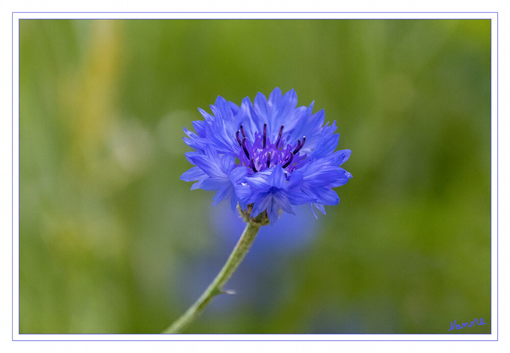 25 - Kornblume
2023
Die Kornblume ist eine einjährige, krautige Pflanze, die Wuchshöhen von 20 bis 100 Zentimetern erreicht. Der aufrechte, kantige, einfache oder bis im oberen Bereich verzweigte Stängel ist locker filzig behaart. Die Röhrenblüten sind unterschiedlich blau, können aber auch weiß, rosa- oder purpurfarben sein. laut Wikipedia
