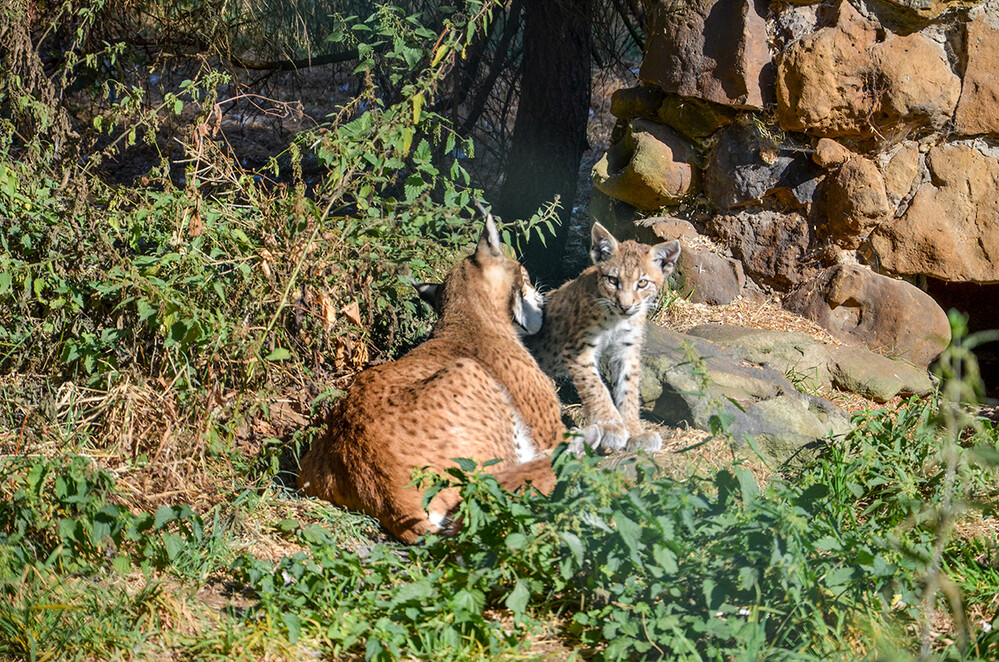 Tiere „Luchs“
Perla
Schlüsselwörter: 2022