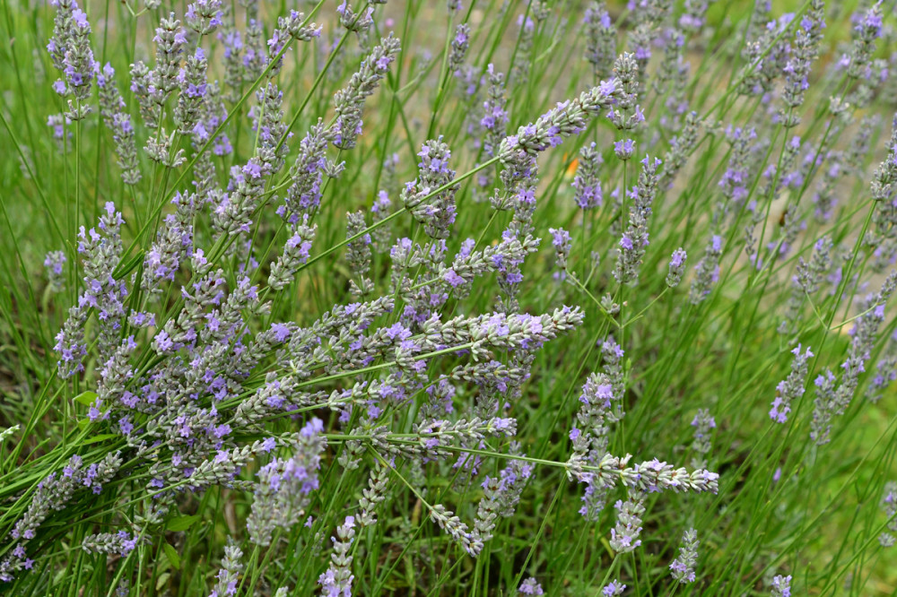 Alles was blüht "Lavendel"
Perla
Schlüsselwörter: 2026