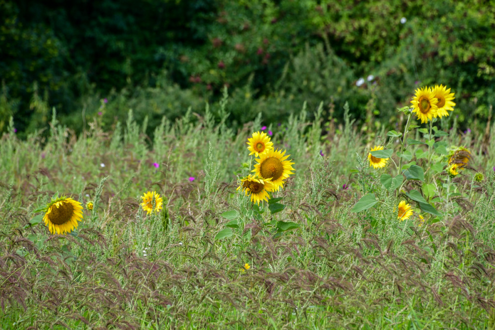 Alles was blüht  „Sonnenblumenfeld“
Perla
Schlüsselwörter: 2026