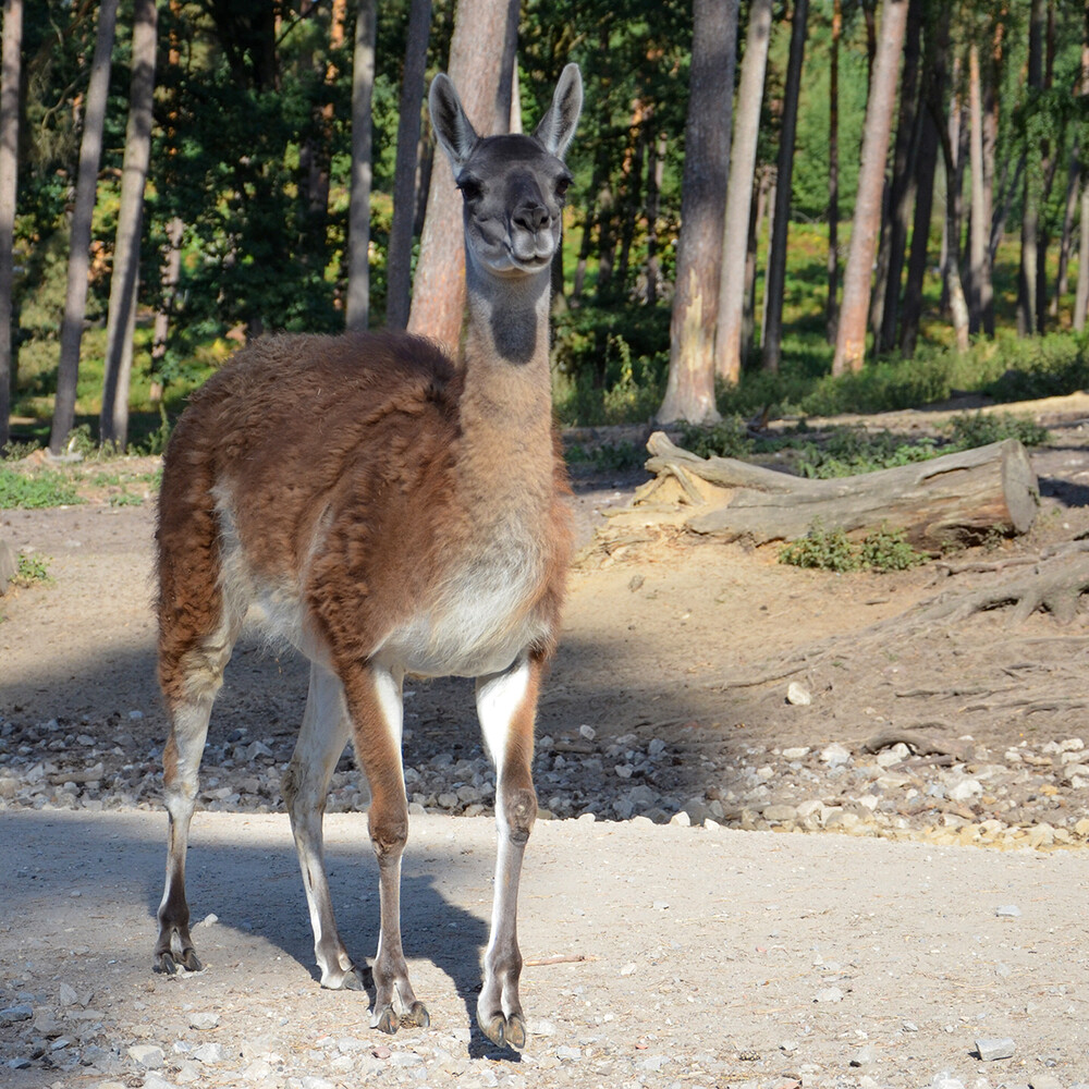 Tiere „Lama“
Perla
Schlüsselwörter: 2022