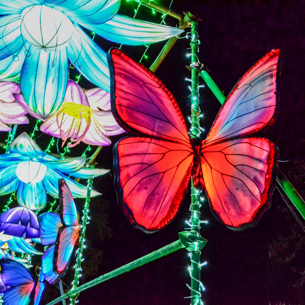 China Lights - Schmetterlinge
Perla
Schlüsselwörter: 2025