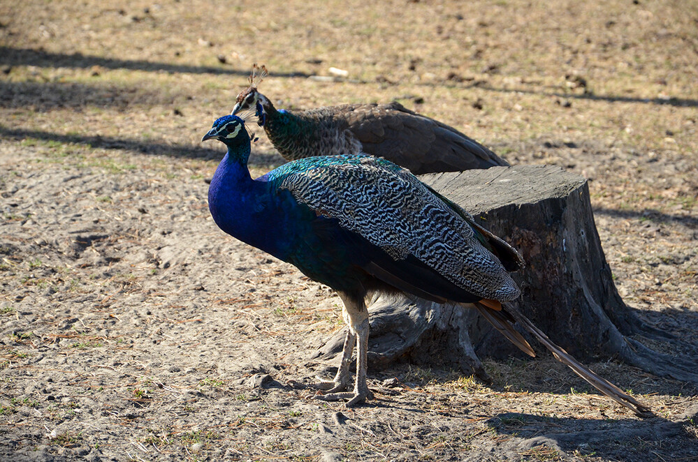 Tiere „Pfau“
Perla
Schlüsselwörter: 2022