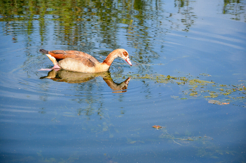 Tiere „Nilgans“
Perla
Schlüsselwörter: 2022