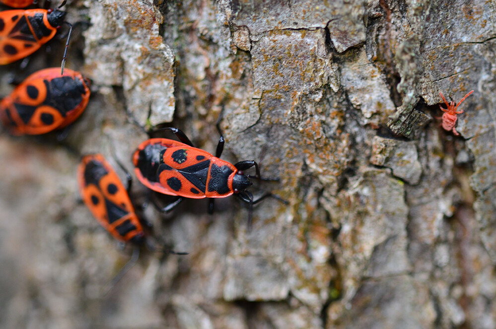 Tiere „Feuerwanzen u. rote Spinne“
Perla
Schlüsselwörter: 2022