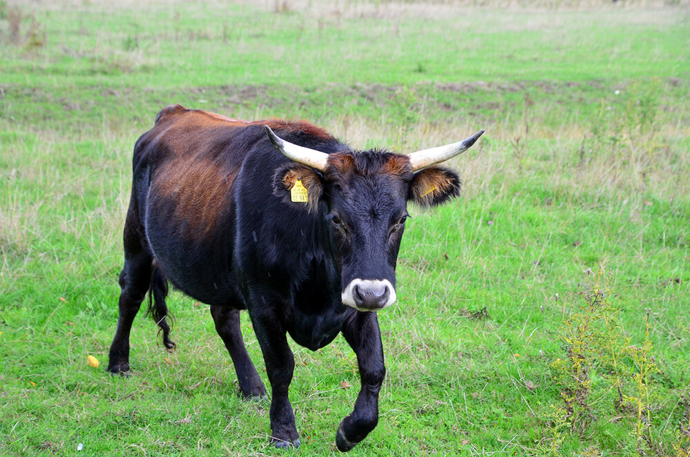 Tiere „Heckrind-Stier“
Perla
Schlüsselwörter: 2022