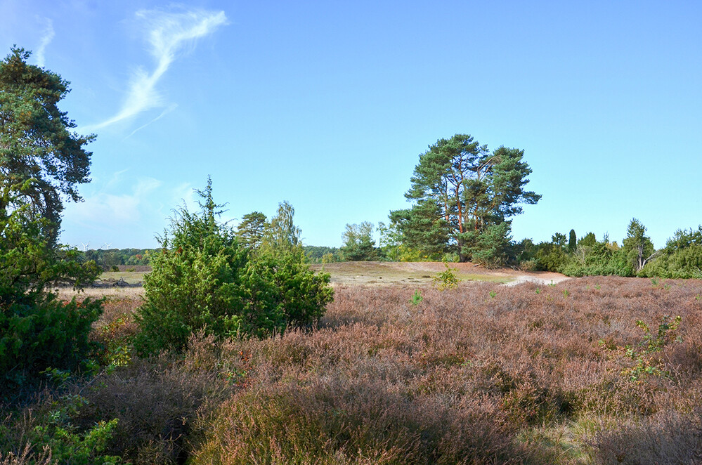 Landschaften „Blick in die Heide“
Perla
Schlüsselwörter: 2022