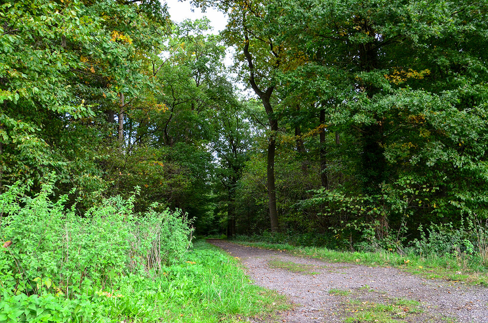 Landschaften „Waldweg“
Perla
Schlüsselwörter: 2022