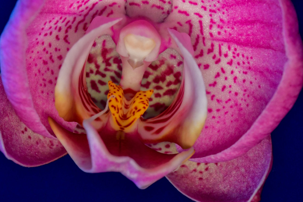 Minimalistisch "Blütenlippe"
Perla
Schlüsselwörter: 2026