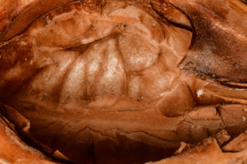 Minimalistisch "Walnuss"
Perla
Schlüsselwörter: 2026