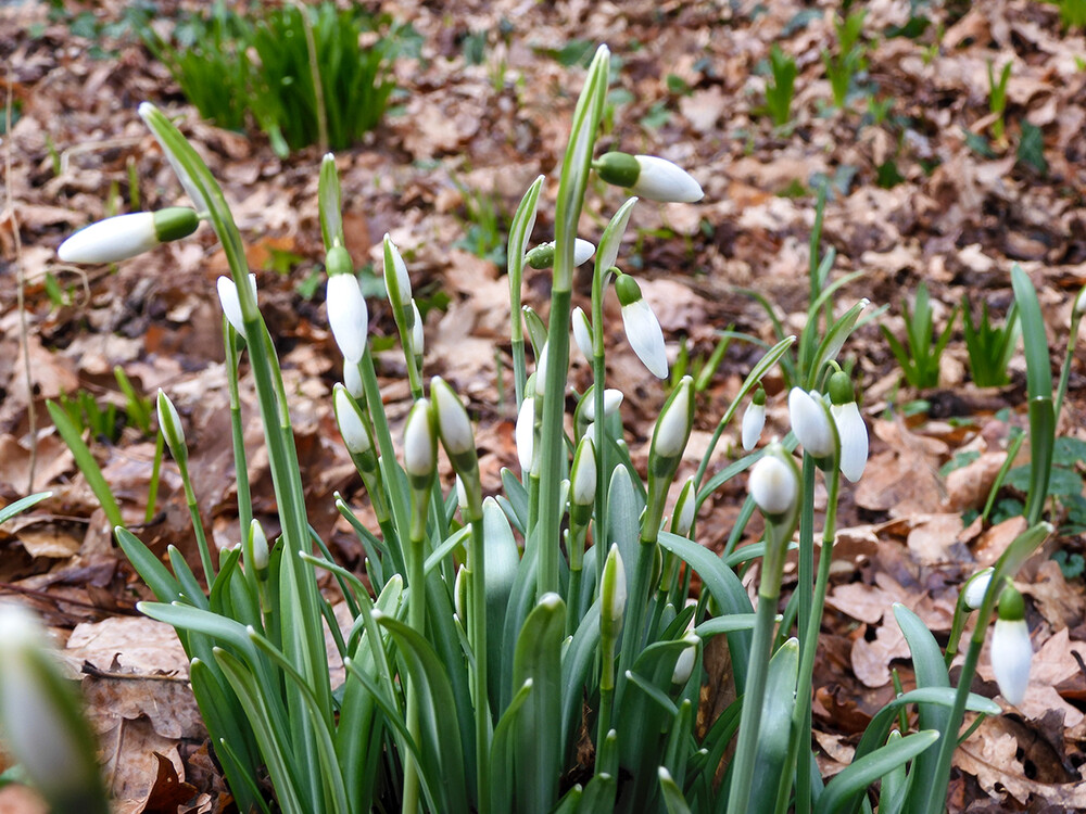 Nichts ist perfekt „Knospen“
Perla
Schlüsselwörter: 2023