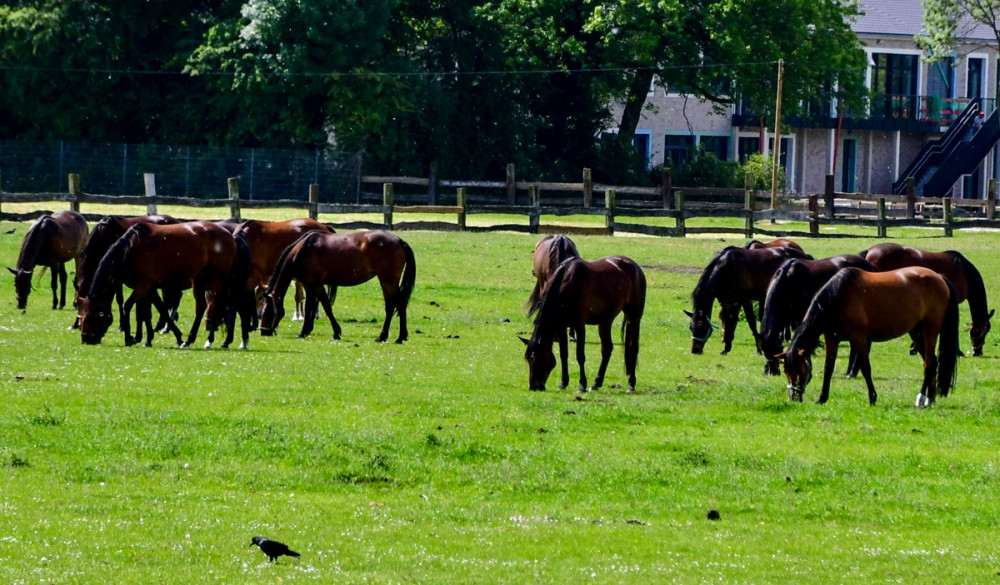 Tiere  „Auf der Koppel“
Perla
Schlüsselwörter: 2026
