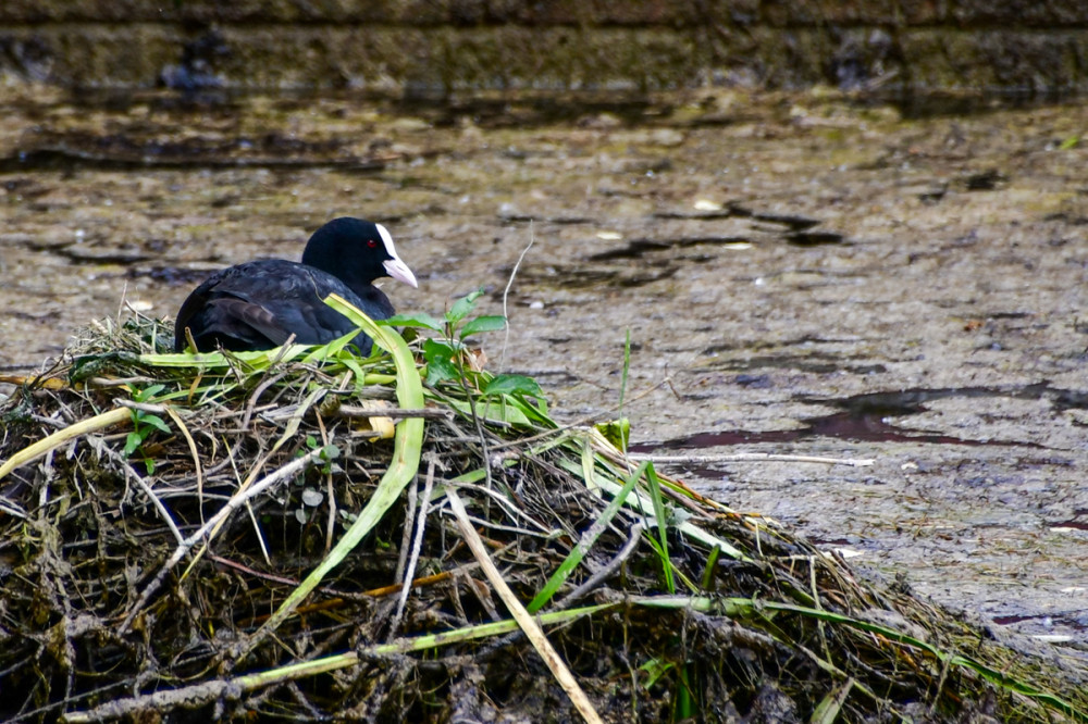 Tiere  „Auf dem Nest“
Perla
Schlüsselwörter: 2026