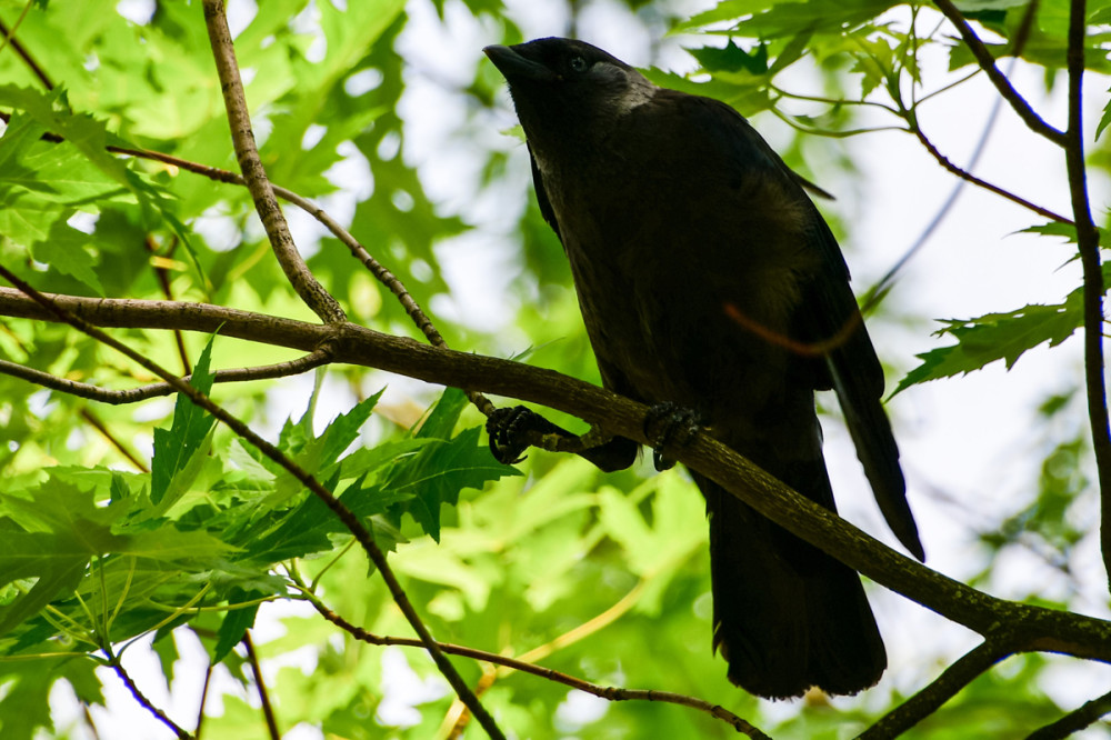 Tiere  „Dohle im Baum“ Endlich Schatten
Perla
Schlüsselwörter: 2026