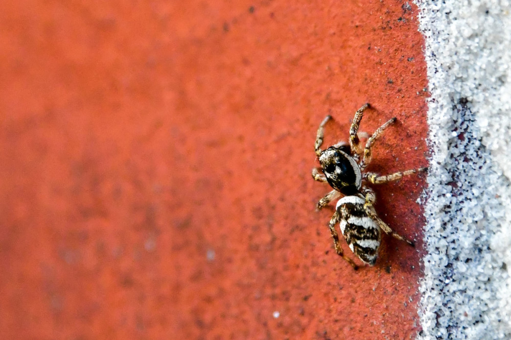 Tiere  „Springspinne“
Perla
Schlüsselwörter: 2026