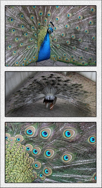 Pfau 
Der Blaue Pfau (Pavo cristatus) ist eine Vogelart aus der Familie der Fasanenartigen (Phasianidae). Er gehört zur Ordnung der Hühnervögel und ist neben dem Fasan und dem Haushuhn einer der bekanntesten Vertreter dieser Vogelgruppe.
laut Wikipedia
Schlüsselwörter: Pfau