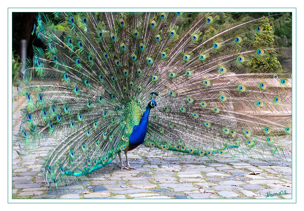 In voller Pracht
Der Blaue Pfau ist eine Vogelart aus der Familie der Fasanenartigen. Er gehört zur Ordnung der Hühnervögel und ist neben dem Fasan und dem Haushuhn einer der bekanntesten Vertreter dieser Vogelgruppe. laut Wikipedia
Schlüsselwörter: Pfau