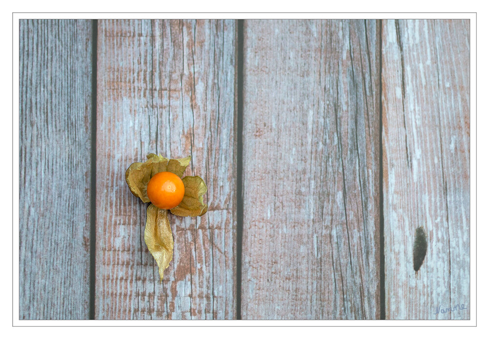 Liegen geblieben
Die Kapstachelbeere (Physalis peruviana), nach dem botanischen Gattungsnamen oft verkürzt Physalis, aber auch Andenbeere, Andenkirsche und Peruanische Blasenkirsche, seltener Judenkirsche, genannt, ist eine Pflanzenart aus der Gattung der Blasenkirschen in der Familie der Nachtschattengewächse . laut Wikipedia
Schlüsselwörter: Physalis