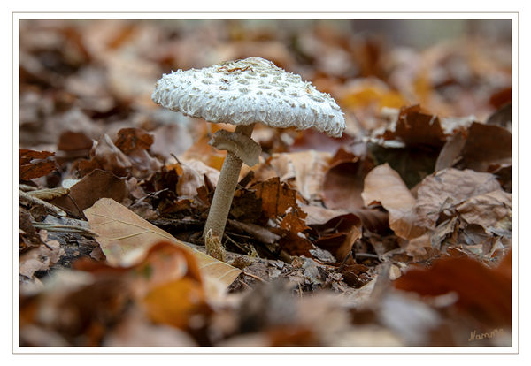 Schirmling
Schlüsselwörter: Pilz, Pilze