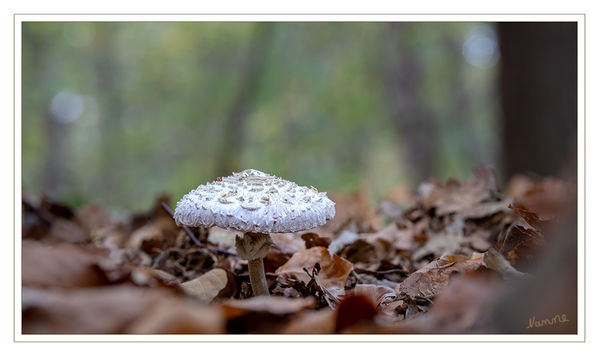 Einsam
Dieses Jahr sind die Pilze aufgrund der langen Trockenheit selten.
Schlüsselwörter: Pilz, Pilze