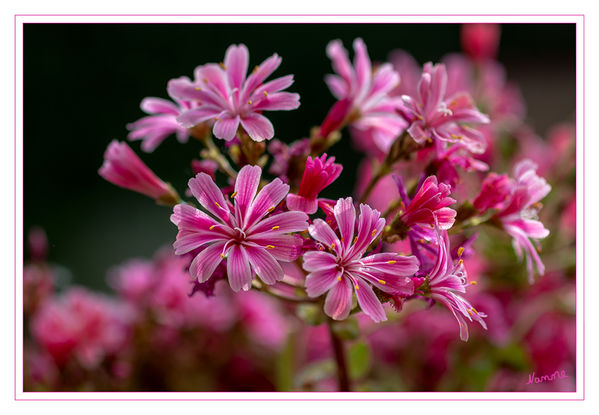 Pink
Schlüsselwörter: Blume; Pink