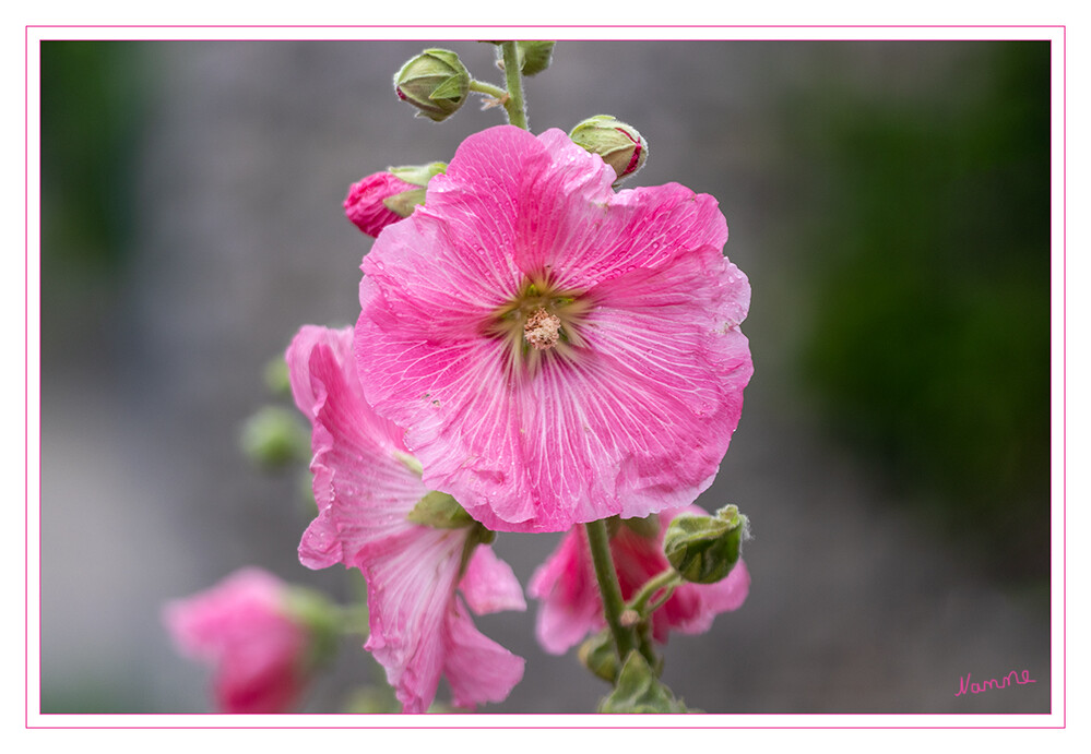 27 - Schönheit am Straßenrand
Die Gewöhnliche Stockrose, auch Stockmalve, Garten-Pappelrose, Bauernrose oder Garten-Stockrose genannt, ist eine Pflanzenart aus der Gattung Stockrosen innerhalb der Familie der Malvengewächse. Viele Sorten werden als Zierpflanzen verwendet. laut Wikipedia
2021
Schlüsselwörter: Stockrose;