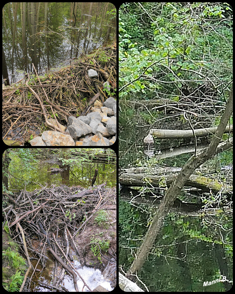 Biberstaudämme
und abgenagter Baum im Schaagbachtal
