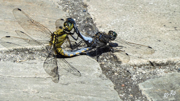 Libellen auf der Uferpromenade
die beiden ausgewachsenen Libellen finden sich im Flug. Dabei entsteht das für Libellen typische Paarungsrad.
Schlüsselwörter: Prachtlibelle