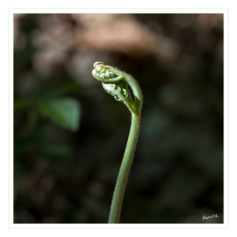 Farn
Farne sind weltweit verbreitet. Sie kommen bis auf wenige lichtliebende Arten fast ausschließlich an schattigen und feuchten Plätzen im Wald, in Mauerritzen, Felsspalten und Schluchten, an Bachufern oder ähnlichem vor. laut Wikipedia
Schlüsselwörter: Wald; Farn