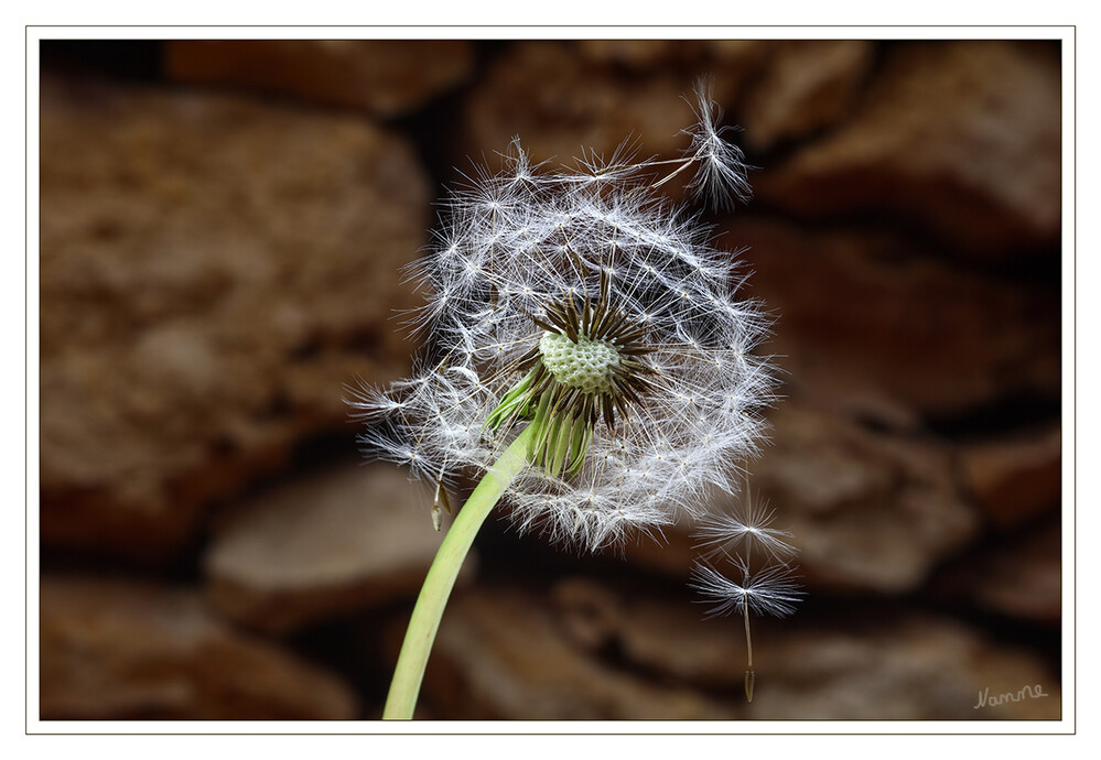 Pusteblume
mit Frühlingsgefühlen ende Oktober
Schlüsselwörter: Löwenzahn