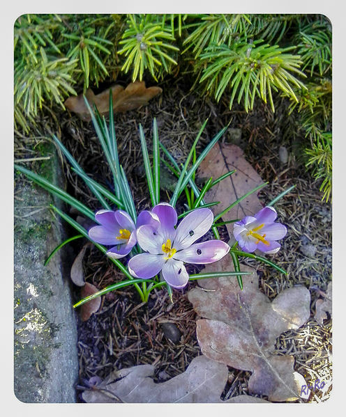 Frühlingserwachen
Schlüsselwörter: Krokus