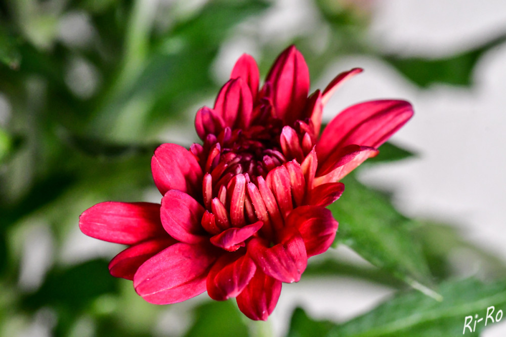 Herbstastern
sind überaus beliebte Stauden, denn sie bringen zu einer Jahreszeit Farbe in den Garten, in der die meisten anderen Pflanzen bereits verblüht sind. (mdr)
Schlüsselwörter: 2025