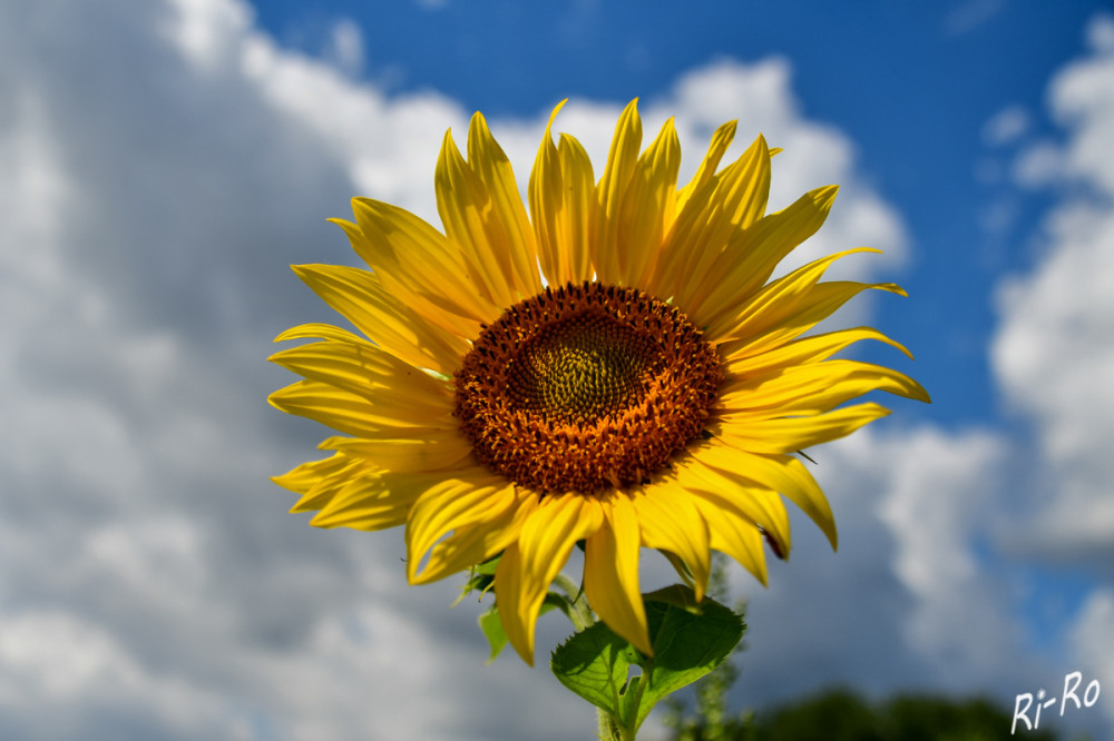 Sonnenblume
blüht den ganzen Sommer von Ende Juni bis Oktober. Sie sind bekannt für ihre hohen Stängel u. großen Blütenstände. Diese gehört zur Familie der Korbblütler u. hat meist eine Höhe von ein bis zwei Metern. (junior-ranger)
Schlüsselwörter: 2025