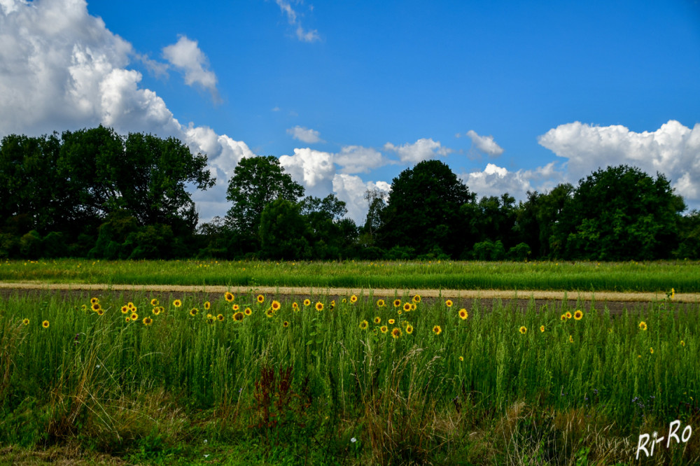 Sonnenblumenfeld
Es gibt nur wenige Pflanzen, die sofort jedem ein Lächeln ins Gesicht zaubern u. welche man Kulturübergreifend mehr mit Sommer, Sonne u. guter Laune in Verbindung bringt. Sie zu fotografieren gehört für jeden Hobbyfotografen im Sommer irgendwie mit dazu. (reisewut)
Schlüsselwörter: 2025