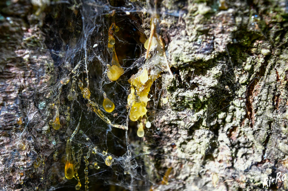 Tropfen
Harz, auch das Gold des Waldes genannt, tritt an Stamm u. Ästen aus, wenn Bäume zum Beispiel durch Tiere oder Stürme verletzt wurden. Bernstein entsteht aus fossilem Harz, das aus Baumrinde austritt u. über mehrere Millionen Jahre geformt und gepresst wird.  kostbarenatu/ focus)

