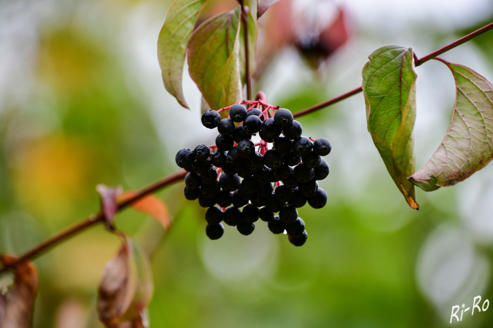 Schwarze Beeren
Schlüsselwörter: 2025