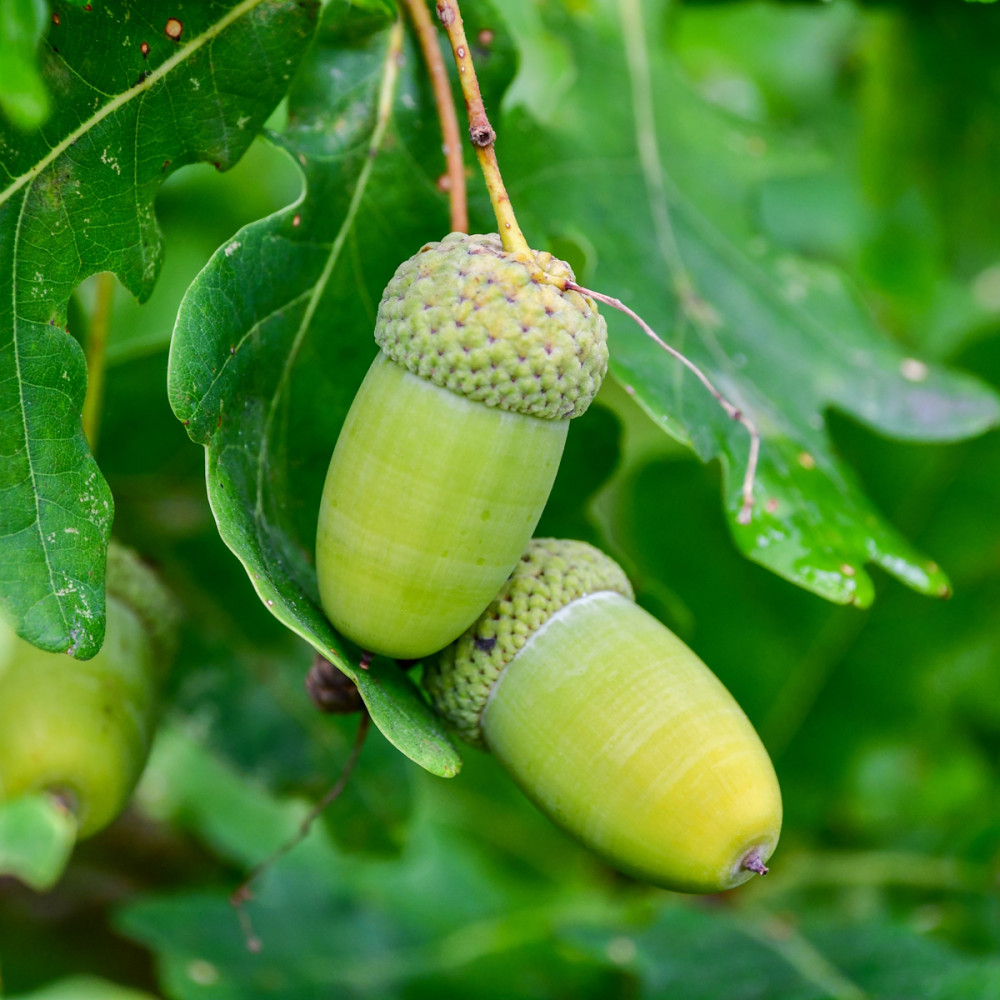 Eicheln
sind Nussfrüchte. Sie reifen im ersten oder zweiten Jahr nach der Bestäubung. Jede Nuss ist von einem Fruchtbecher umgeben. Eichen sind insbesondere an ihrer Frucht zu erkennen u. in den einzelnen Arten zu unterscheiden. (wikipedia)
Schlüsselwörter: 2025