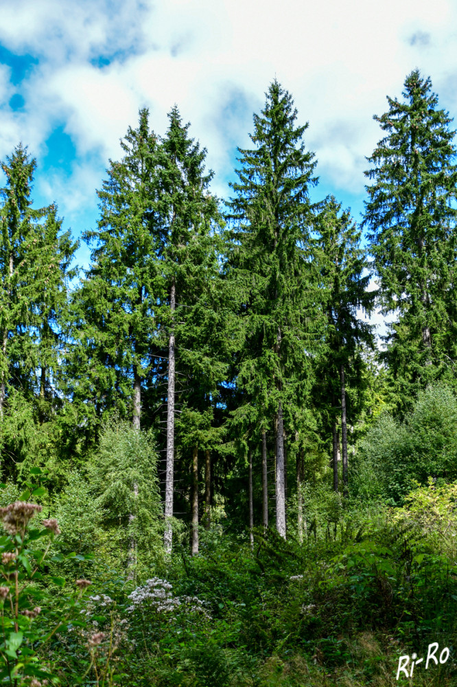 Gut gewachsen
In weiten Teilen des Sauerlandes ereignet sich gegen Ende des zweiten Jahrzehnts des 21. Jh.s der größte Landschaftswandel seit Beginn der Fichten-Ära vor 200 Jahren. (westfalen-regional)
Schlüsselwörter: 2025