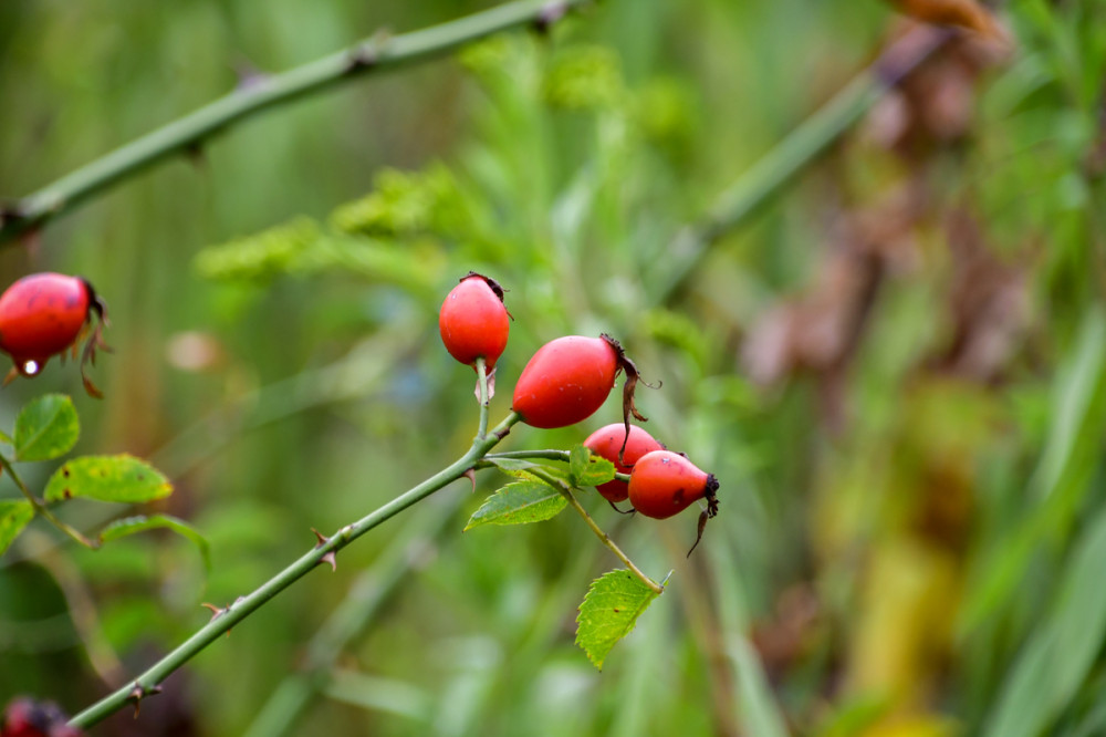 Rosenäpfel
Ein herrlicher Rosenschmuck, der die Königin des Gartens auch nach der Blüte ziert. Es gibt birnen-, flaschen- u. eiförmige Hagebutten. (gartenflora)
Schlüsselwörter: 2025