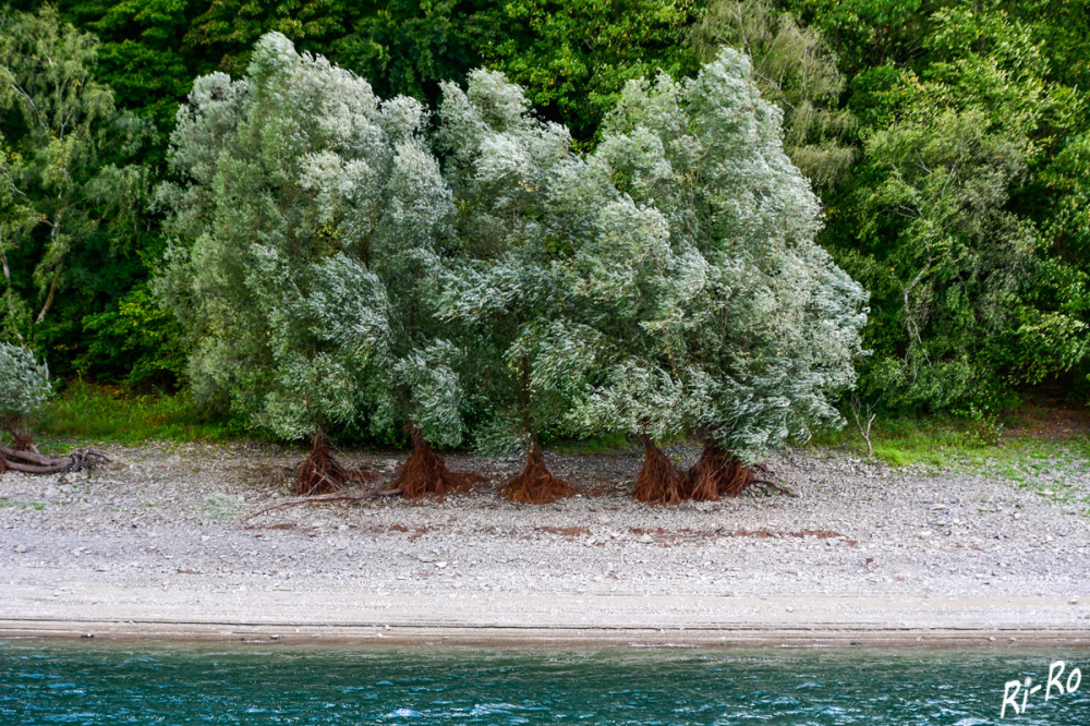 Silberweiden am Ufer
In den Überschwemmungsbereichen großer Flüsse u. Seen wachsen oft mächtige Exemplare der Silber-Weide. Sie bevorzugt tiefe, feuchte Böden mit voller Sonne u. regelmäßiger Bewässerung (bruns)
Schlüsselwörter: 2025