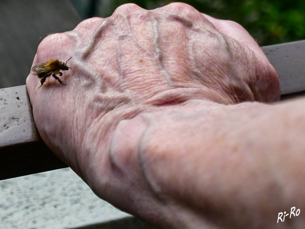 Mutig
falscher Landeplatz. Hier ist zulassen u. aushalten von beiden angesagt. Oder war es von der Hummel ein Erfolgreiches suchen nach Spurenelementen?
Schlüsselwörter: 2025