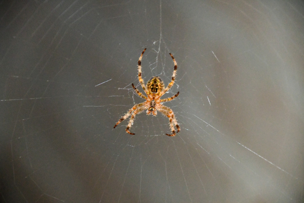 Kreuzspinne
sie sind mit mehreren hundert Arten eine der artenreichsten Gattungen der Familie der Echten Radnetzspinnen. Vertreter der Kreuzspinne sind auf der ganzen Welt vorzufinden. (wikipedia)
Schlüsselwörter: 2025