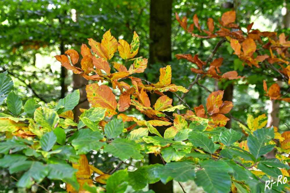 Herbsteinzug 
Der Wald verändert im Herbst seine Gestalt für Beobachter, Sammler u. Spaziergänger. (Focus)
Schlüsselwörter: 2025